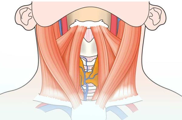 Druck Im Hals Osteopathie Praxis Benkmann